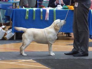 3rd - Minor Puppy Bitch