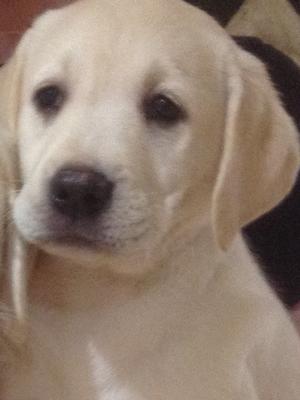Female Puppy - 7 Weeks Old