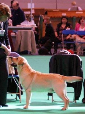 Sire - Sandylands Toy Boy At Lembas - Crufts 2011