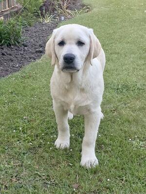 Harry 4 Months Old