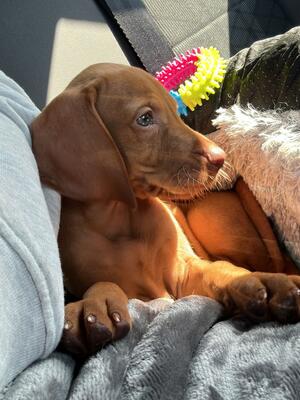 8 Weeks Old