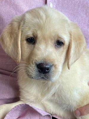 9 Weeks Old