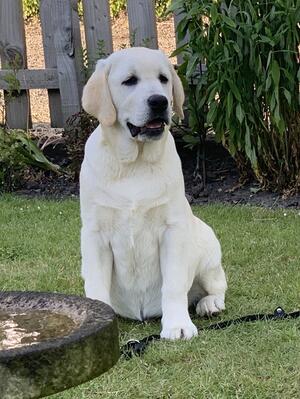 Harry 4 Months Old