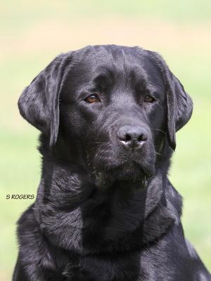 Sire - Show Champion Naiken East Meets West JW