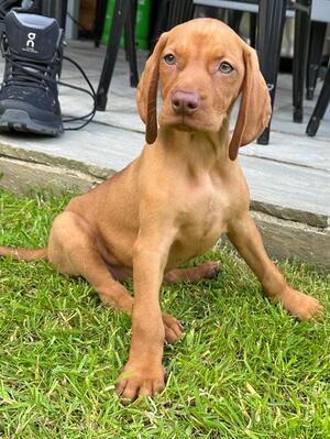 8 Weeks Old