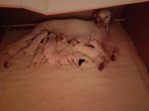 Saffron's beautiful litter