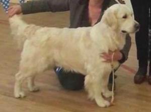 Drobeg Nobleman Midwest Canine BIS 2016
