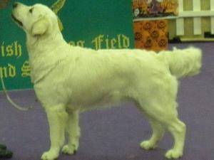 Gundog Group Ch. Show 27th of Oct. 2012