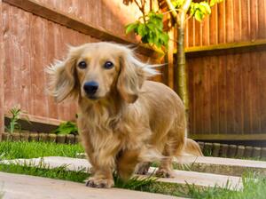 Nala in garden