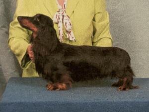 Gorgeous black and tan show dad Francis