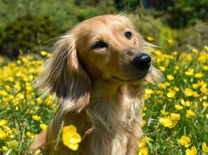 Nala in flowers
