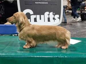 Nala - crufts 2023
