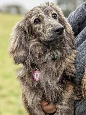 Mother of litter is my cream brindle girl Raya