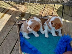 Puppy on right available.