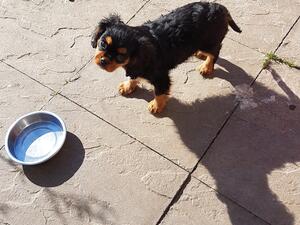 Black/Tan dog puppy