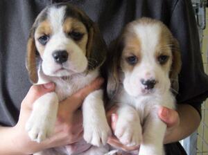 Katy's tri dog pups by Harvey 18-10-24