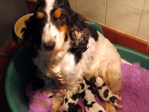Meryy & pups