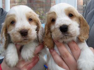 Meg's orange roan dog pups