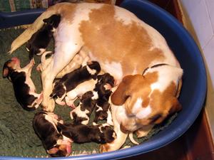 Acorn & Pups newborn