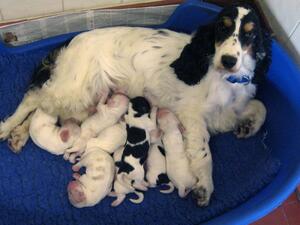 Merry & Pups