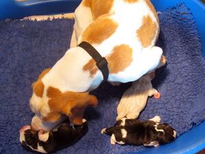 Image & pups