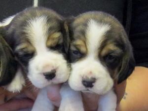 Magic's bitch pups