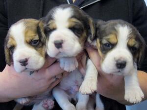 Magic's dog pups