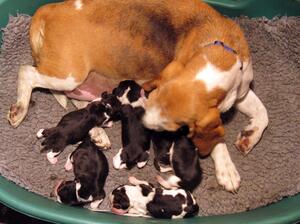 Magic & pups