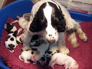 Meg & pups new born