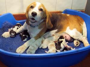 Katy & pups by Harvey