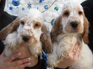 Meg's Orange Roan Dogs