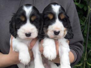Merrys black white tan dogs