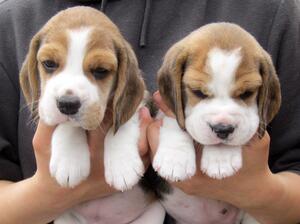 Susets tri bitch pups