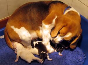Emily & pups