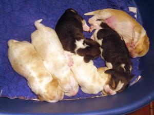 Honey's pups