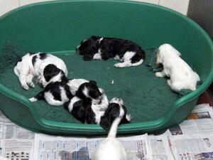 Meg's pups