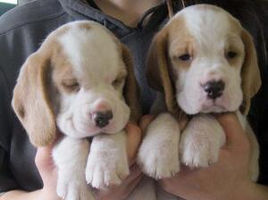 Katy's t/w dog pups