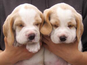 Sunsets tan & white dog pups
