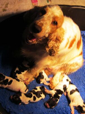 Summer with her pups