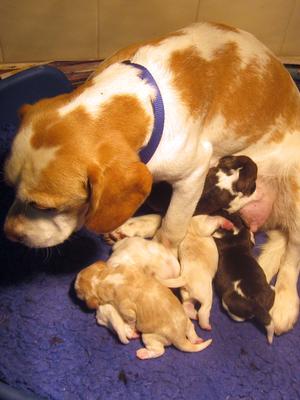 Honey & Pups