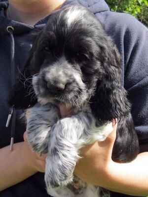Available blue roan dog