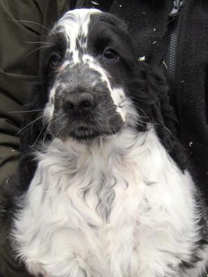 Merry's blue roan dog