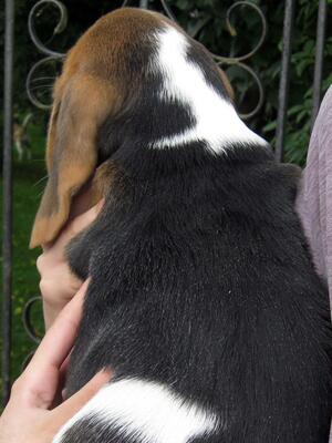 Image's available dog back