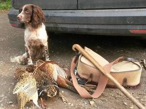 Working gundog
