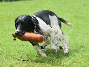 Water retrieve