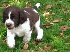 Still Available Bold Dog Pup