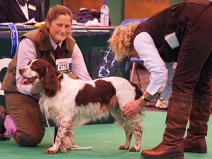 Quincy aged 11 1/2 wins the Shooting Times Trophy