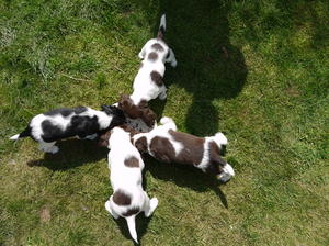 Pups at 7 weeks