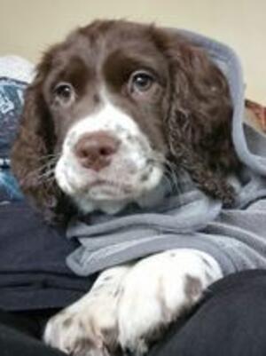Treason puppy
