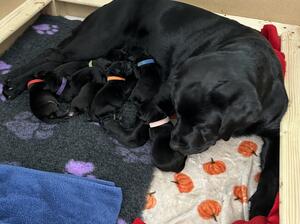 Mum & pups